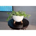 doniczka-misa-roma-29cm-biala-domex (1).jpg