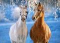 2.webp