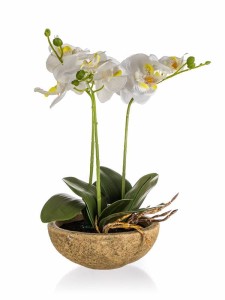 Orchidea w donicy