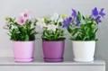 1c56ae99408bb5f747f44e8c2674.webp